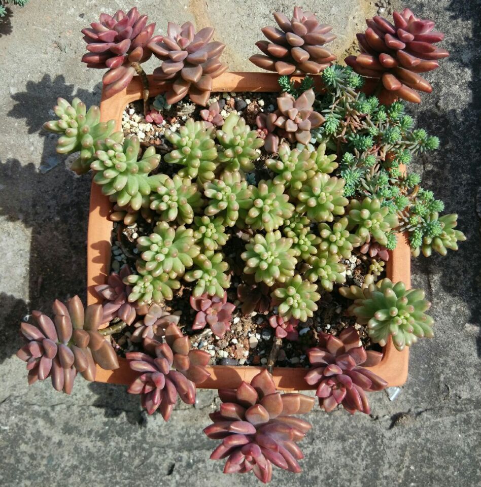 多肉植物共和